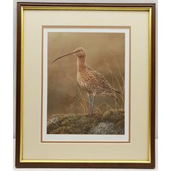 Robert E Fuller (British 1972-): Sandpiper, limited edition colour print signed and numbered 149/850 in pencil 32cm x 24cm