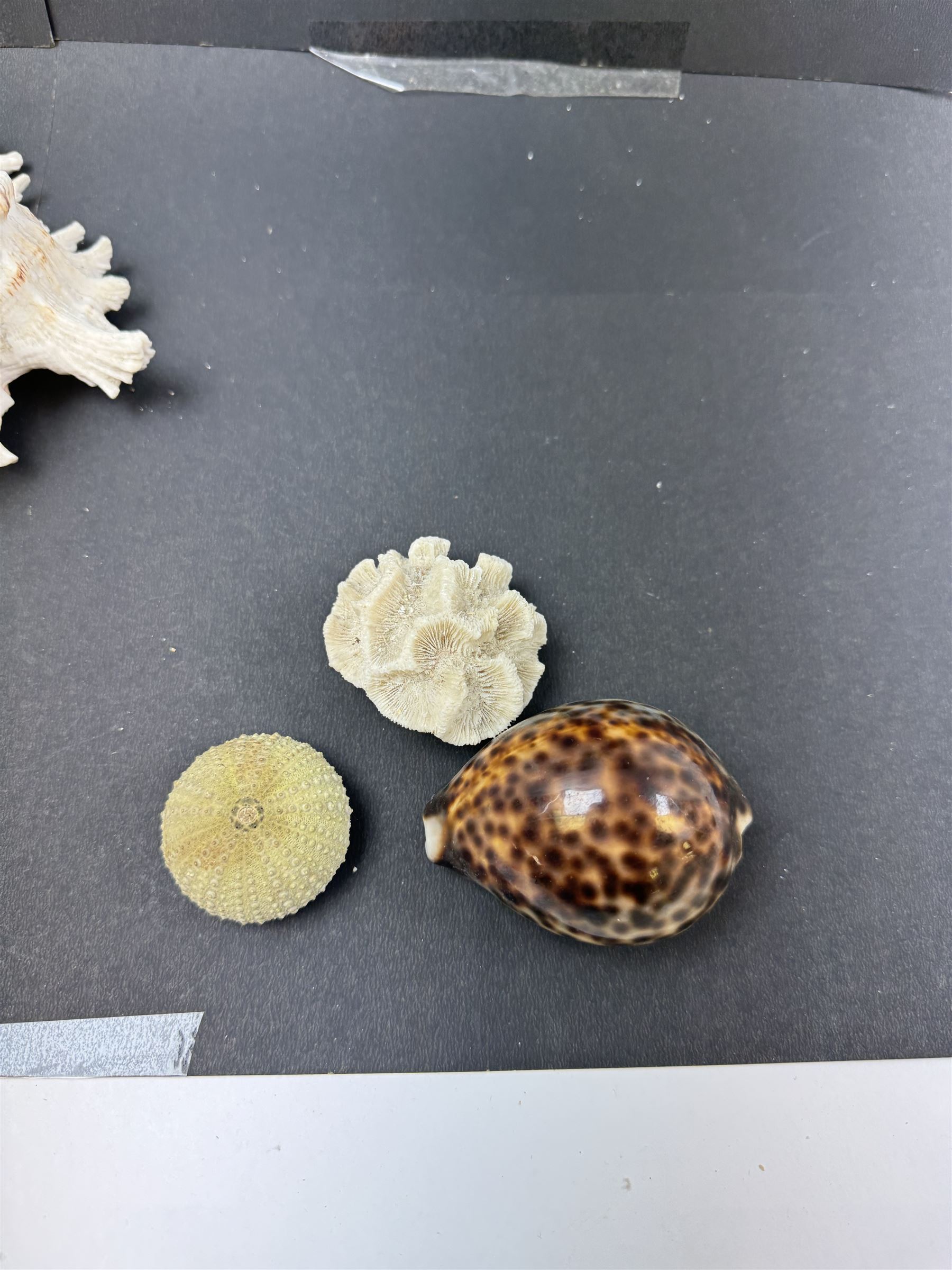 Conchology: two large pieces of coral, three sea urchin shells, conch shells, and others 