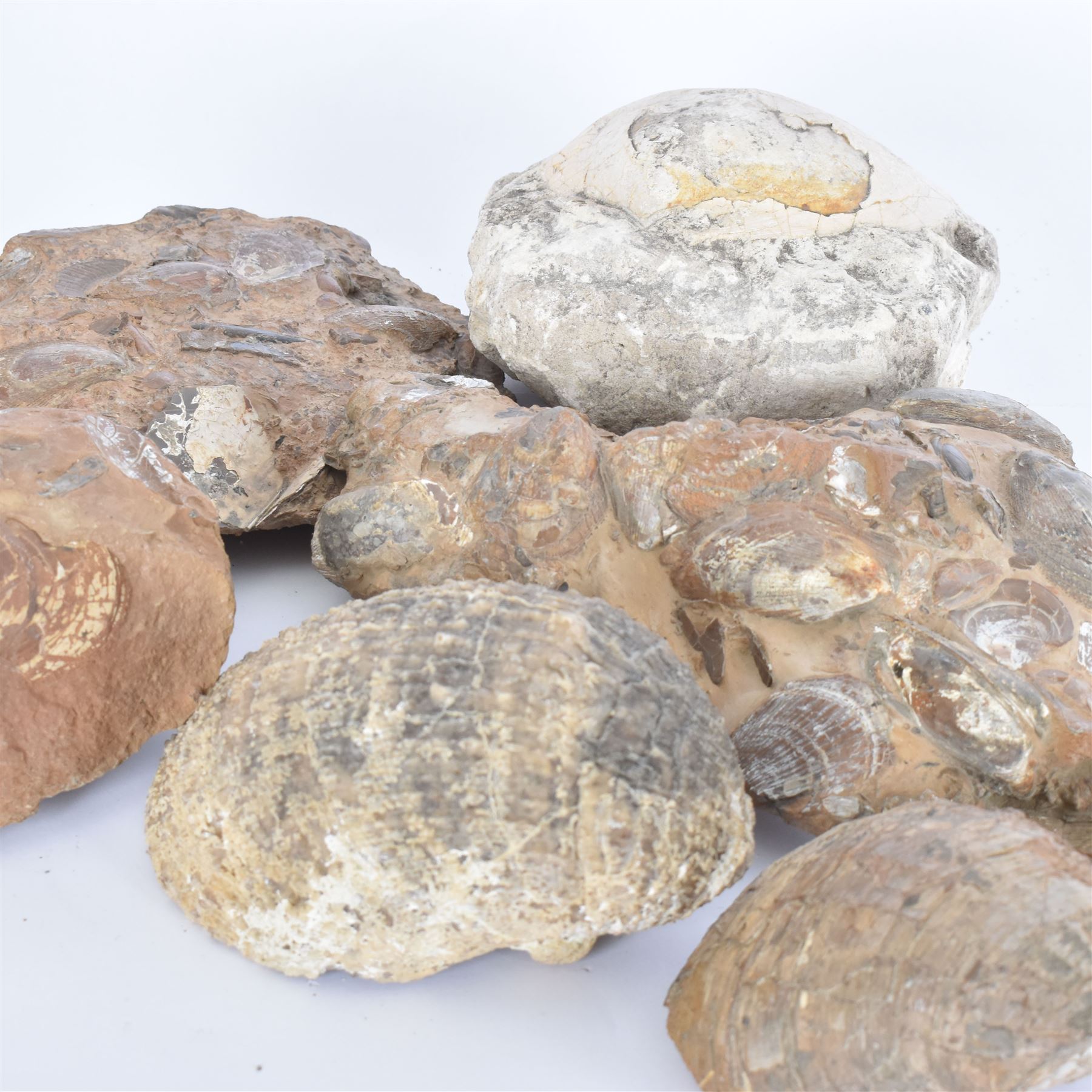 Six shell fossils, including devils toenail (Gryphaea arcuata), Venericardia etc, location Scunthorpe 