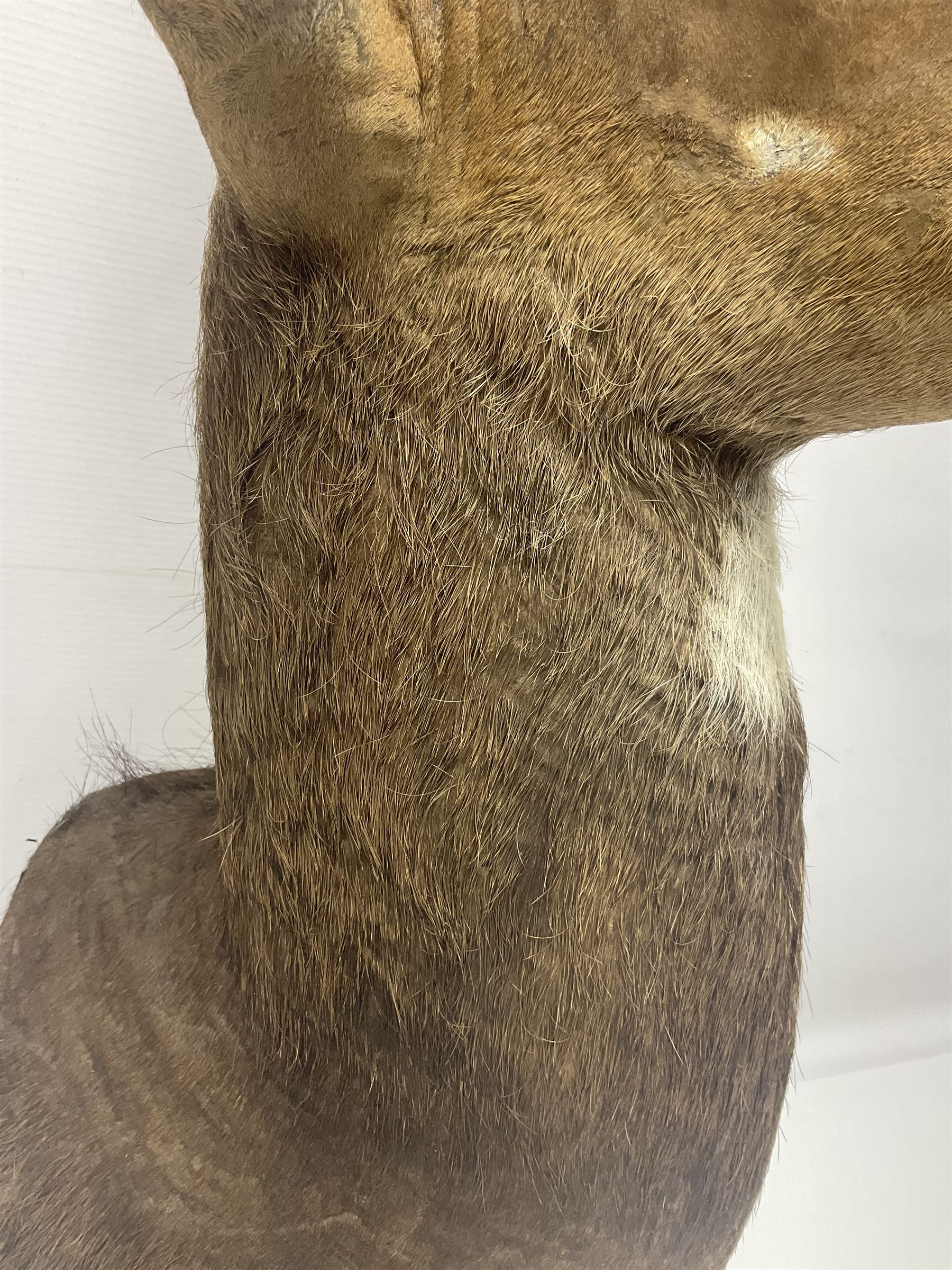 Taxidermy: Cape Bushbuck (Tragelaphus sylvaticus), an adult shoulder mount looking straight ahead, H80cm