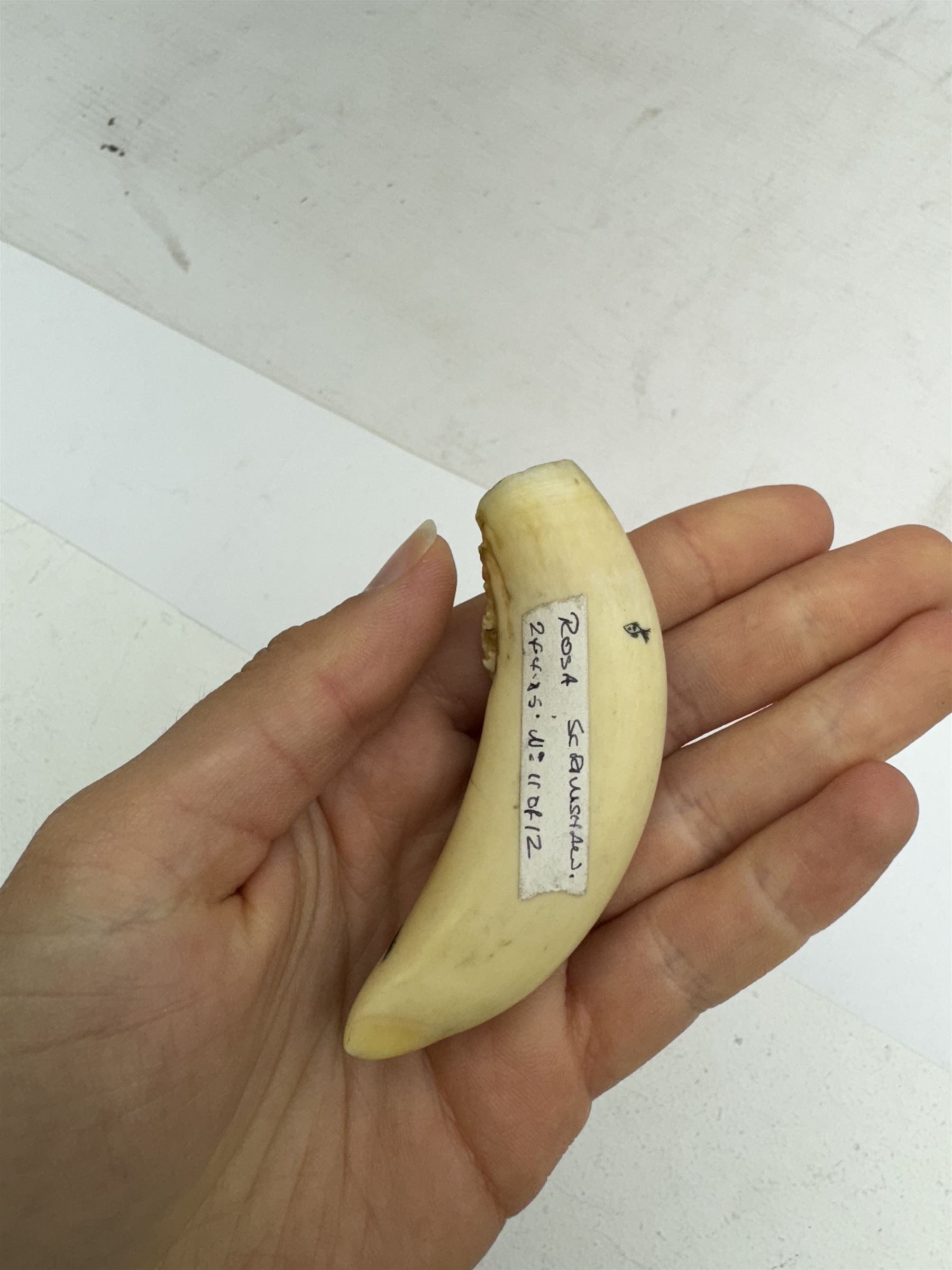 19th century scrimshaw whale tooth, depicting a hammerhead shark, L8cm