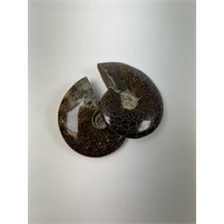 Two Cleoniceras ammonite fossils, with polished finish, age: Cretaceous period, location: Madagascar, D9cm