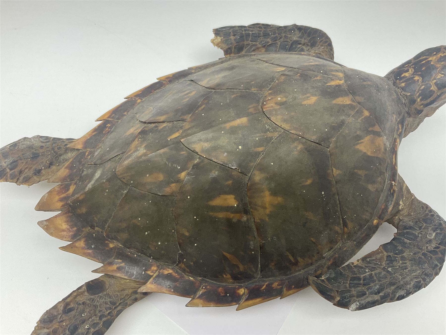 Taxidermy: Hawksbill Sea Turtle (Eretmochelys imbricata), juvenile full mount, beak to shell base, 40cm