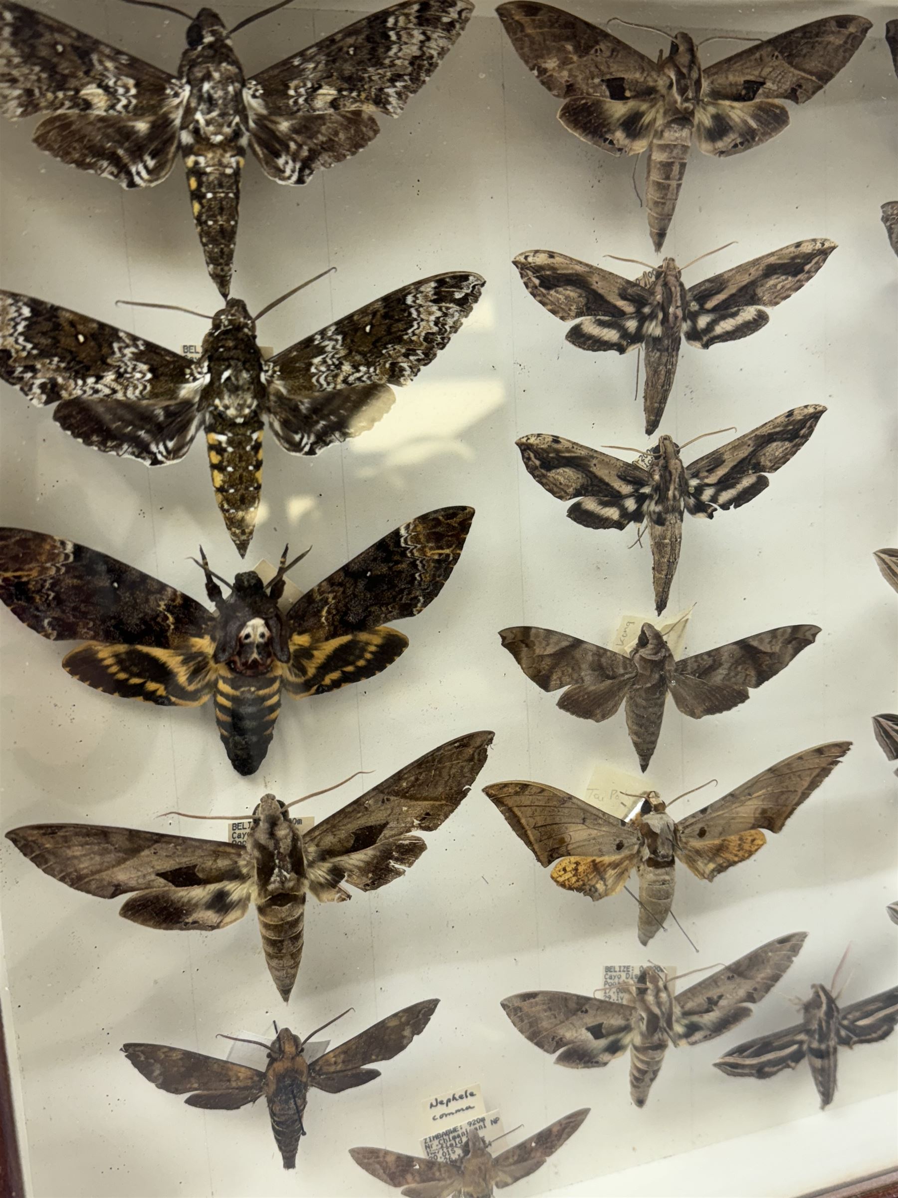 Entomology: Single glazed display of Hawk (Sphingidae) moths, circa 20th century, single glazed display containing thirty various specimens, maily with attached data labels, all pinned upon foam backing and named labels, enclosed within a glazed entomology drawer,  H35cm, L45cm