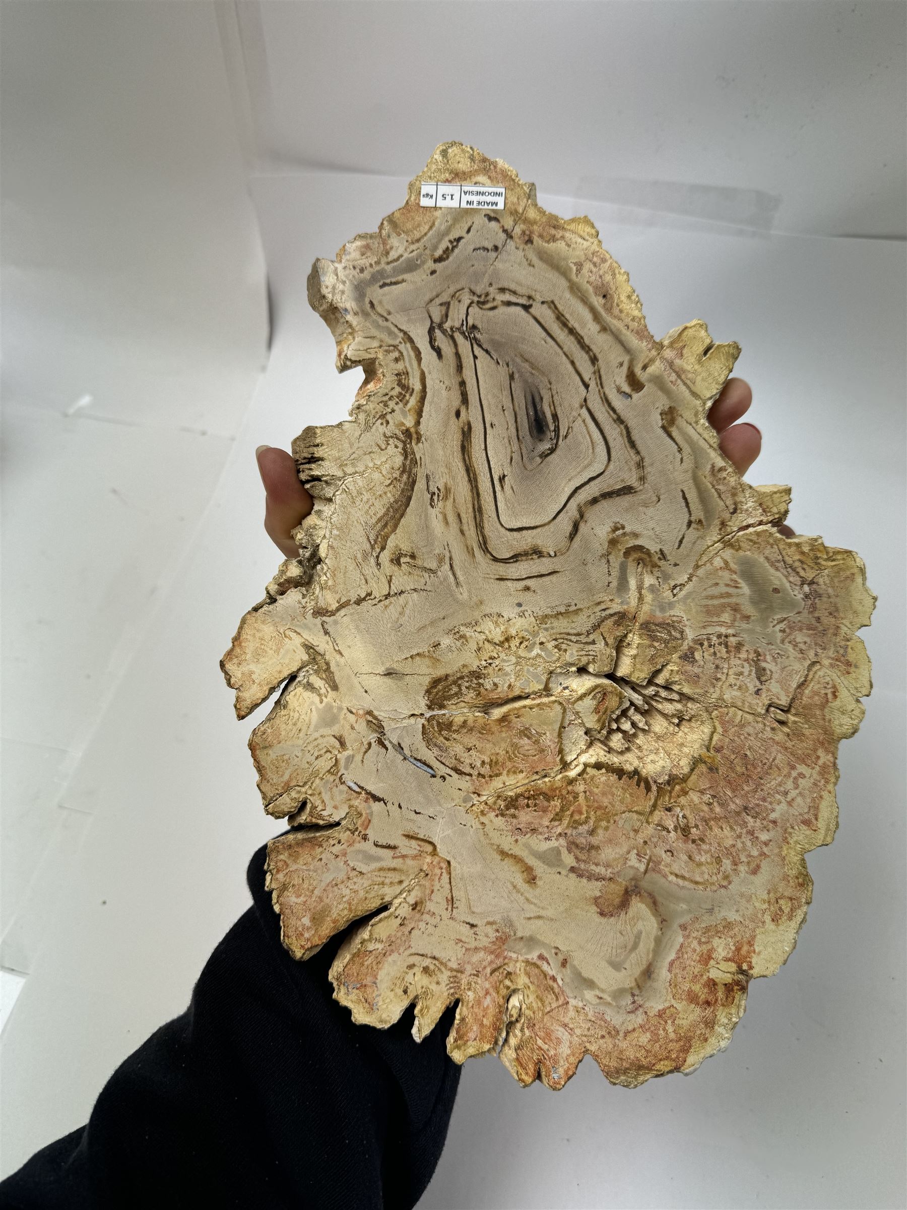 Pair of polished petrified wood specimen, sliced in cross-section and polished to both side to reveal an array of colours, texture to edges, H15cm, L30cm