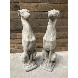 Pair of cast stone tall seated greyhounds, on square plinth base