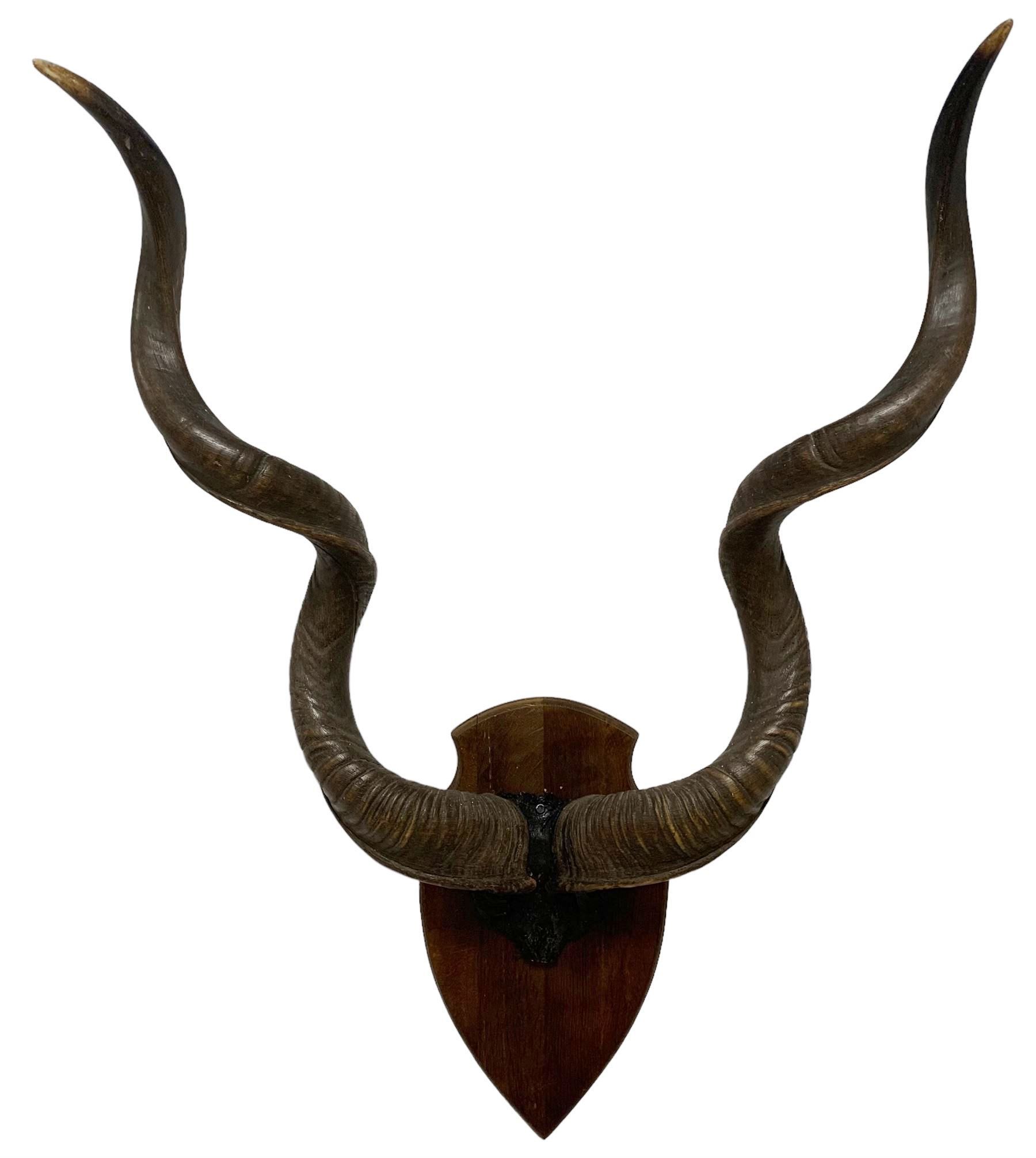 Antlers / Horns: Pair of Cape Greater Kudu Horns (Strepsiceros strepsiceros) on uppser skull mounted on oak shield H115cm 