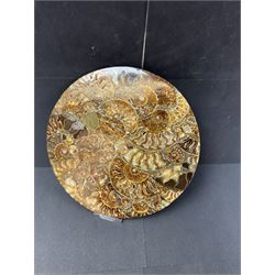 Polished ammonite plate, formed of individual ammonites age; Jurassic period, D27cm