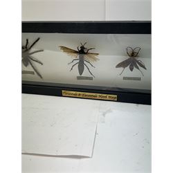 Entomology: Single glazed display of insects, circa 20th century, single glazed display containing five various specimens, comprising South American Tarantula, two specimens of Tarantula Hawk Wasp, Asian Hornet and Common Wood Wasp, pinned upon foam backing, enclosed within a glazed ebonised display case, H74cm, L24cm