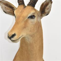 Taxidermy: Common impala (Aepyceros melampus) male, high quality shoulder mount looking to the right, H90cm