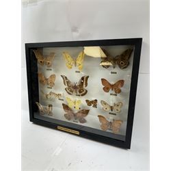 Entomology: Single glazed display of African Saturniidae (Emperors) moths, circa 20th century, single glazed display containing fourteen various specimens, some with attached data labels, all pinned upon foam backing and named labels, enclosed within a glazed ebonised display case, H39cm, L50cm