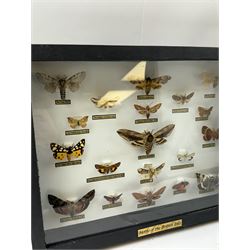 Entomology: Single glazed display of Moths of the British Isles, circa 20th century, single glazed display containing nineteen various specimens, including Privet Hawk moth, Puss moth, Lime Hawk moth, Elephant hawk moth, some with attached data labels, all pinned upon foam backing and named labels, enclosed within a glazed ebonised display case, H28cm, L38cm