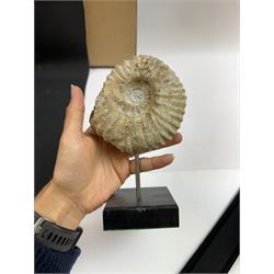 Ammonite fossil, mounted upon a rectangular wooden base, age; Cretaceous period, location; Morocco, H18cm