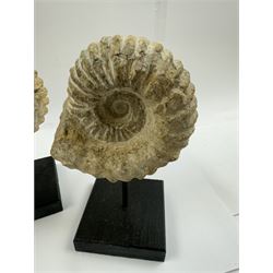 Pair of ammonite fossils, each individually mounted upon a rectangular wooden base, age; Cretaceous period, location; Morocco, H20cm