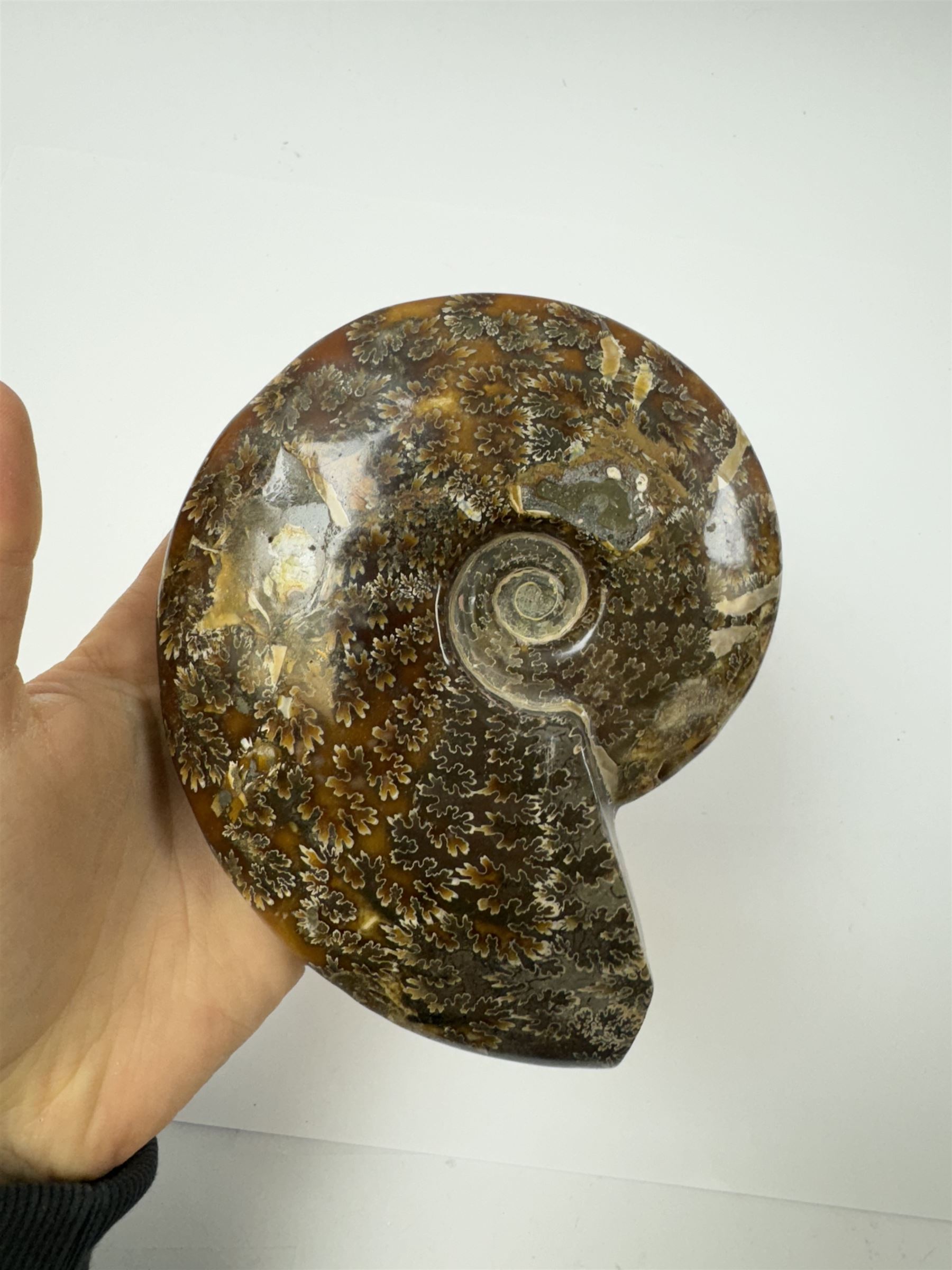 Two Cleoniceras ammonite fossils, with polished finish, age: Cretaceous period, location: Madagascar, D14cm