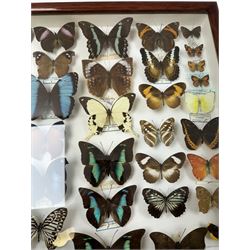 Entomology: Single glazed display of butterflies, circa 20th century, single glazed display containing thirty six various specimens, some with attached data labels, all pinned upon foam backing and named labels, enclosed within a glazed entomology drawer, H46cm, W46cm