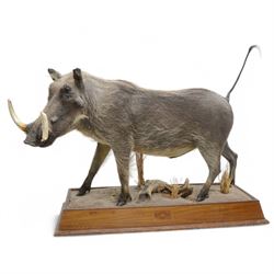 Taxidermy: Common Warthog (Phacochoerus africanus), full mount adult on open display, in r...