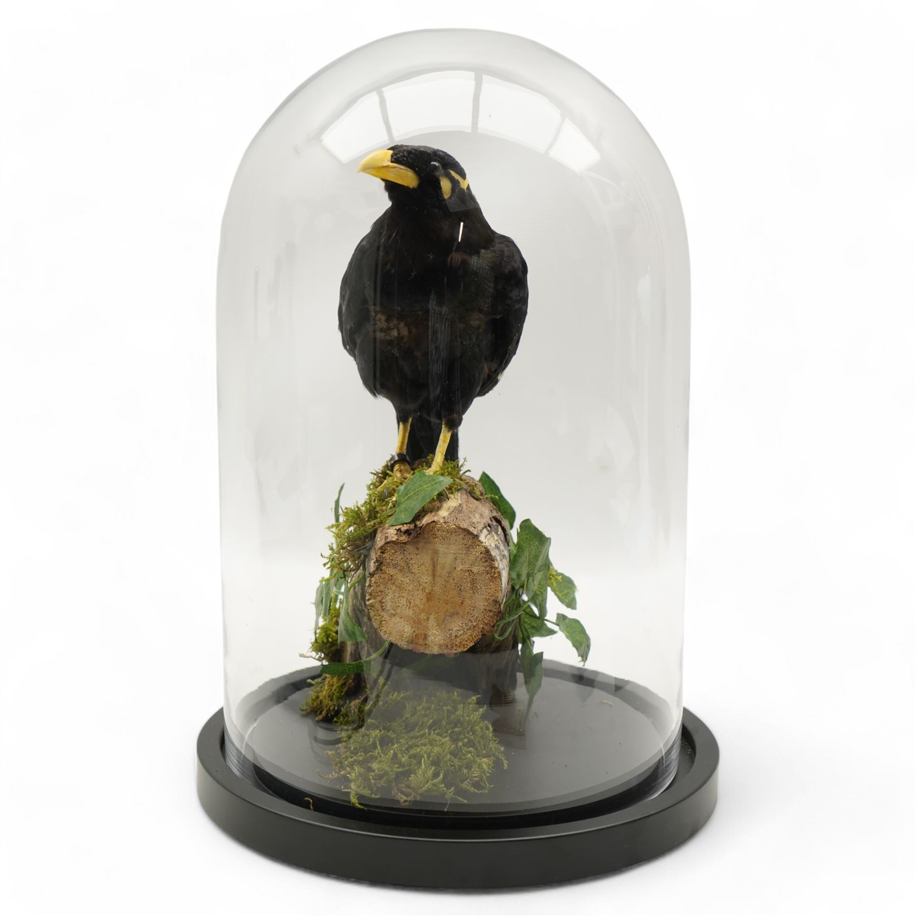 Taxidermy - Common Hill Myna (Gracula Religiosa), full adult male mount upon a tree stump, enclosed within a glass dome H40cm - UK Sale only