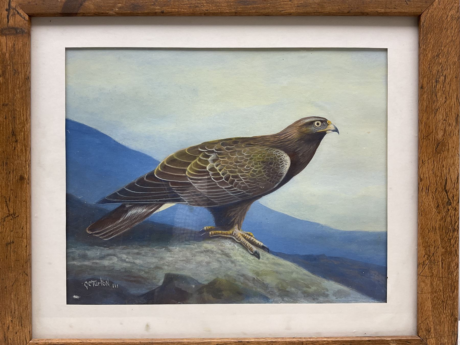 Gordon C Turton (British 1947-): Partridge and Eagle, two watercolours signed, dated '10 and '11, respectively, 25cm x 20cm (2)