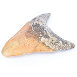 Large Megalodon (Otodus Megalodon) tooth fossil, with fine serrations, age; Miocene period location; Java, Indonisia, H11cm, W9.5cm 
Notes; Believed to have grown as large as 18 metres, the Megalodon was the largest shark and one of the most dominant marine predators ever to have existed. It roamed the ancient seas for around 20 million years until their extinction around 3.6 million years ago. Megalodon teeth vary in colour and ton. influenced and coloured over the millennia by the conditions in which they are preserved