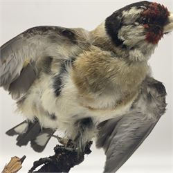 Taxidermy: European Goldfinch (Carduelis carduelis), on open display preparing to take flight, H21cm