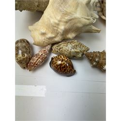 Conchology: collection of shells including Triton, Conch, abalone etc