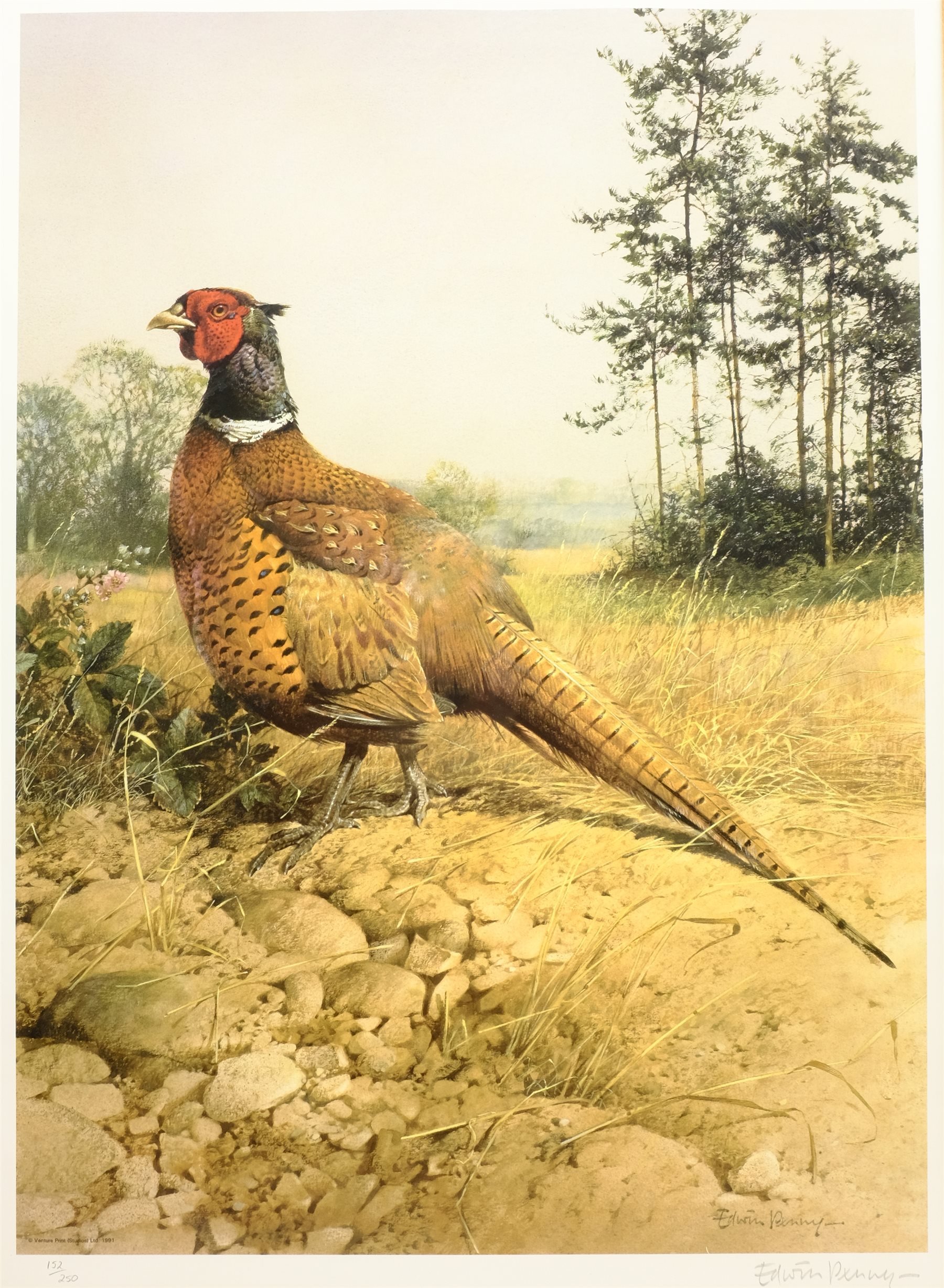 Edwin Penny (British 1930-): Pheasant, limited edition print pub. Venture Prints signed and numbered 152/250 in pencil 53cm x 39cm