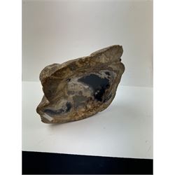 Polished petrified wood dish, some growth rings still visible and a blackened parts, texture to edge, H5cm