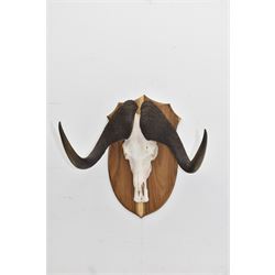 Antlers/Horns: Cape Buffalo skull and horns(Syncerus caffer caffer), mounted upon a wooden shield