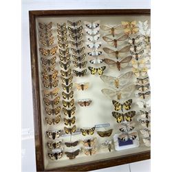 Entomology: Single glazed display of moths, circa 20th century, single glazed display containing one hundred and twenty two various specimens, mainly Arctidae (Tiger) moths, with attached data labels, all pinned upon foam backing and named labels, enclosed within a glazed entomology drawer,  H35cm, L45cm