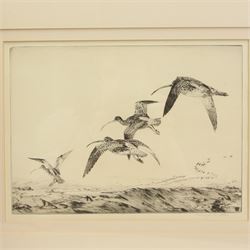 Winifred Marie Louise Austen (British 1876-1964): Snipe and Ducks in Flight, pair etching signed in pencil max 23cm x 31cm (2)