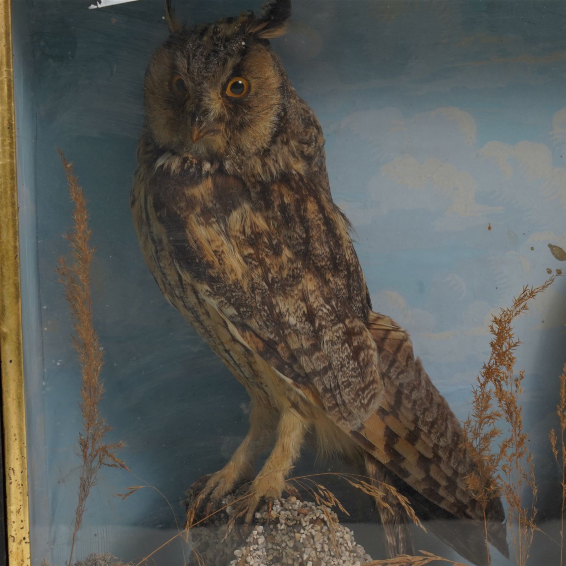 Taxidermy: Victorian pair of long-eared owls (Asio Otus), full mounts, painted backboard in glazed display case, 53cm x 38cm x 19cm