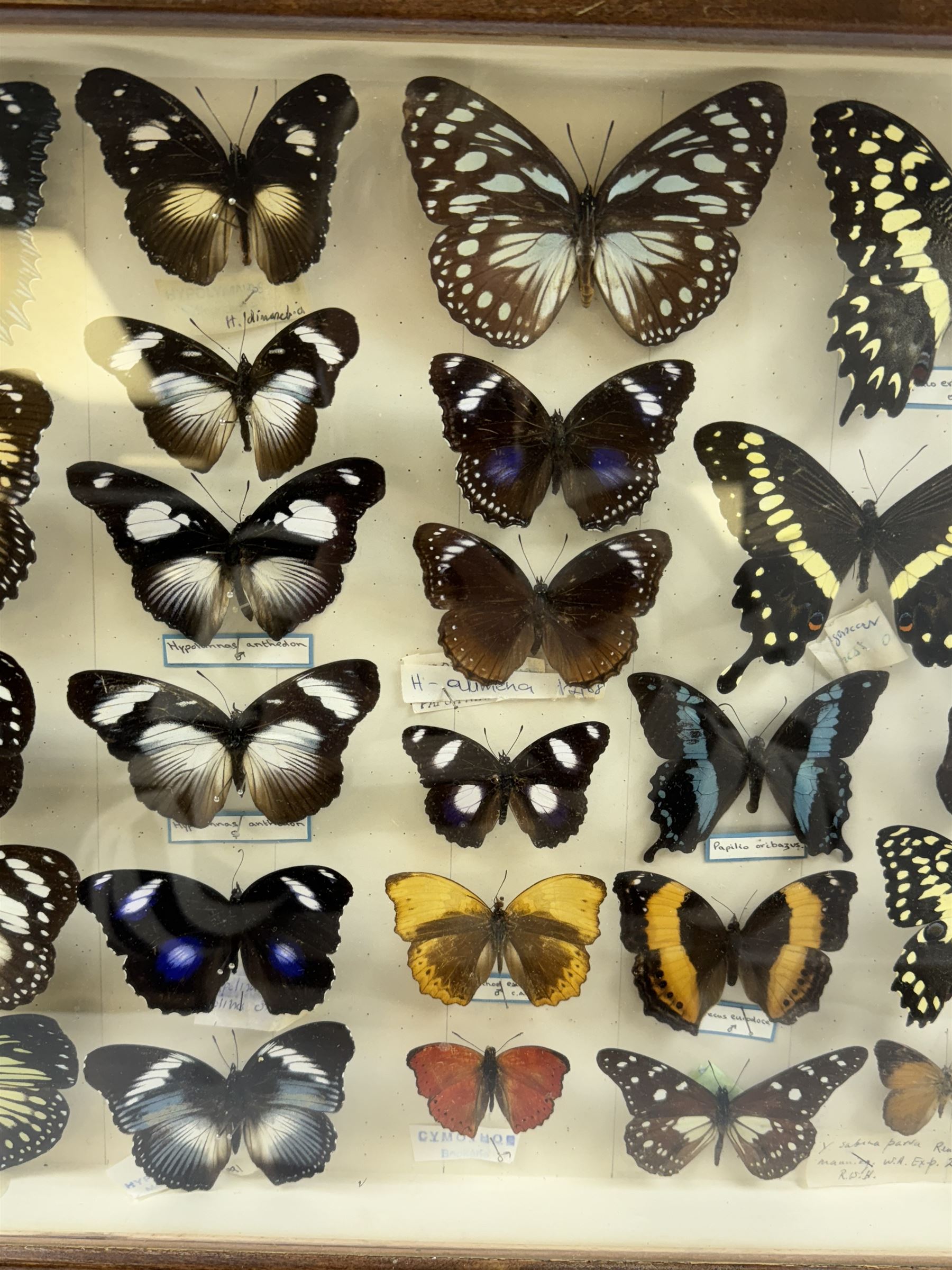 Entomology: Single glazed display of African butterflies, circa 20th century, single glazed display containing twenty six various specimens, many with attached data labels and name labels, all pinned upon foam backing, enclosed within a glazed entomology drawer, makers label to verso 'Product of J.J Hill & Son, London N.W.10' H35cm, L45cm