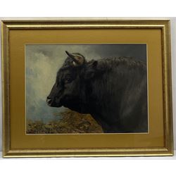 Alfred Grey ARHA (Irish 1845-1926): Study of a Bull's Head, oil on board signed 34cm x 47cm