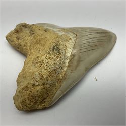 Large Megalodon (Otodus Megalodon) tooth fossil, with fine serrations, age; Miocene period, H11.5cm, W9cm

Notes; Believed to have grown as large as 18 metres, the Megalodon was the largest shark and one of the most dominant marine predators ever to have existed. It roamed the ancient seas for around 20 million years until their extinction around 3.6 million years ago.  Megalodon teeth vary in colour and ton. influenced and coloured over the millennia by the conditions in which they are preserved