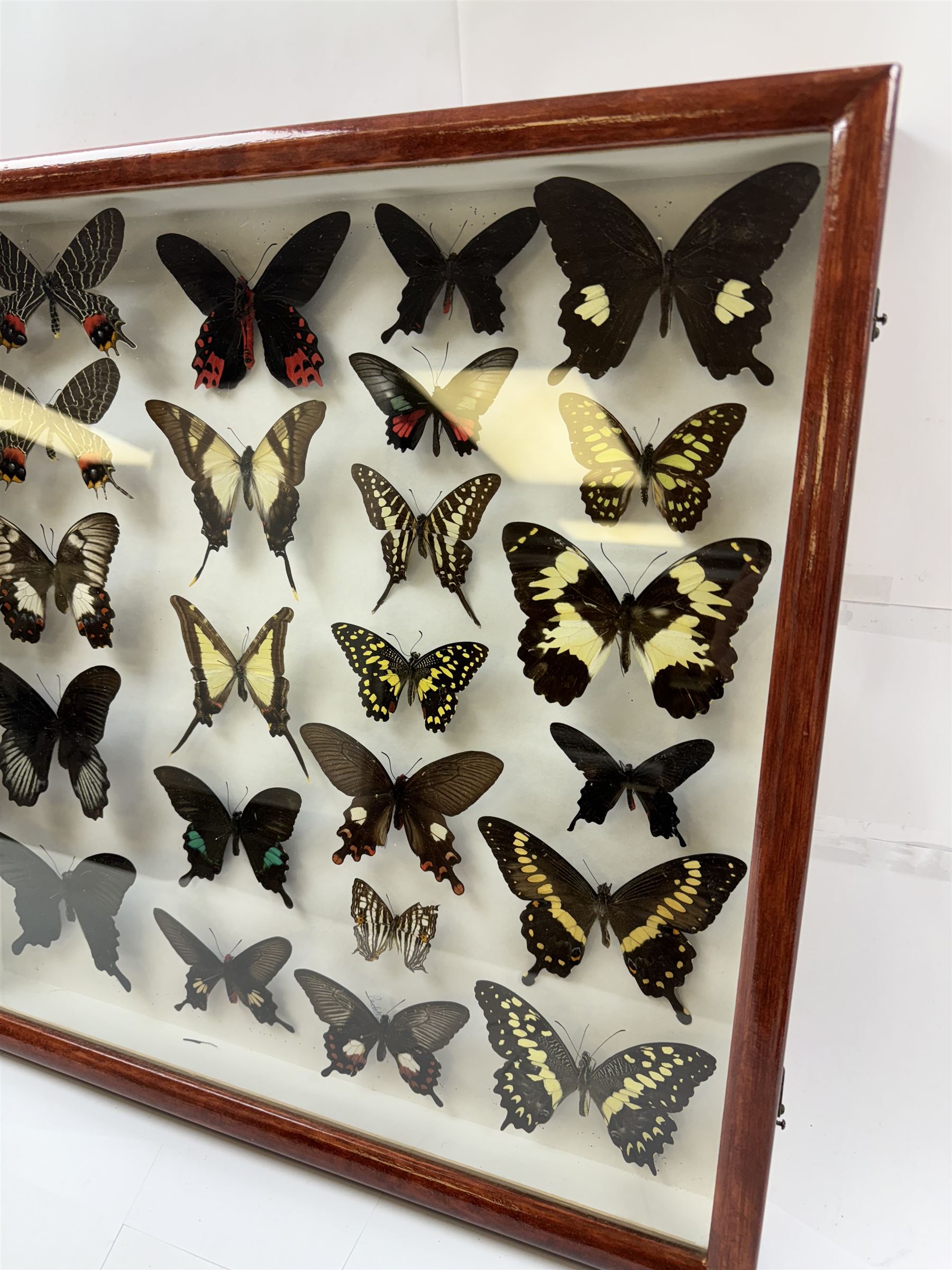 Entomology: Single glazed display of butterflies, circa 20th century, single glazed display containing twenty three various specimens, some with attached data labels, all pinned upon foam backing and named labels, enclosed within a glazed entomology drawer, H46cm, W46cm