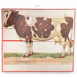 Vinton & Company Anatomical Manikin of the Cow, the colour printed sections opening to rev...