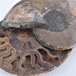 Pair of Cleoniceras ammonite fossil slices, with polished finish, age: Cretaceous period, location: Madagascar, D14cm