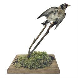 Taxidermy: European Goldfinch (Carduelis carduelis), on open display preparing to take flight, H21cm