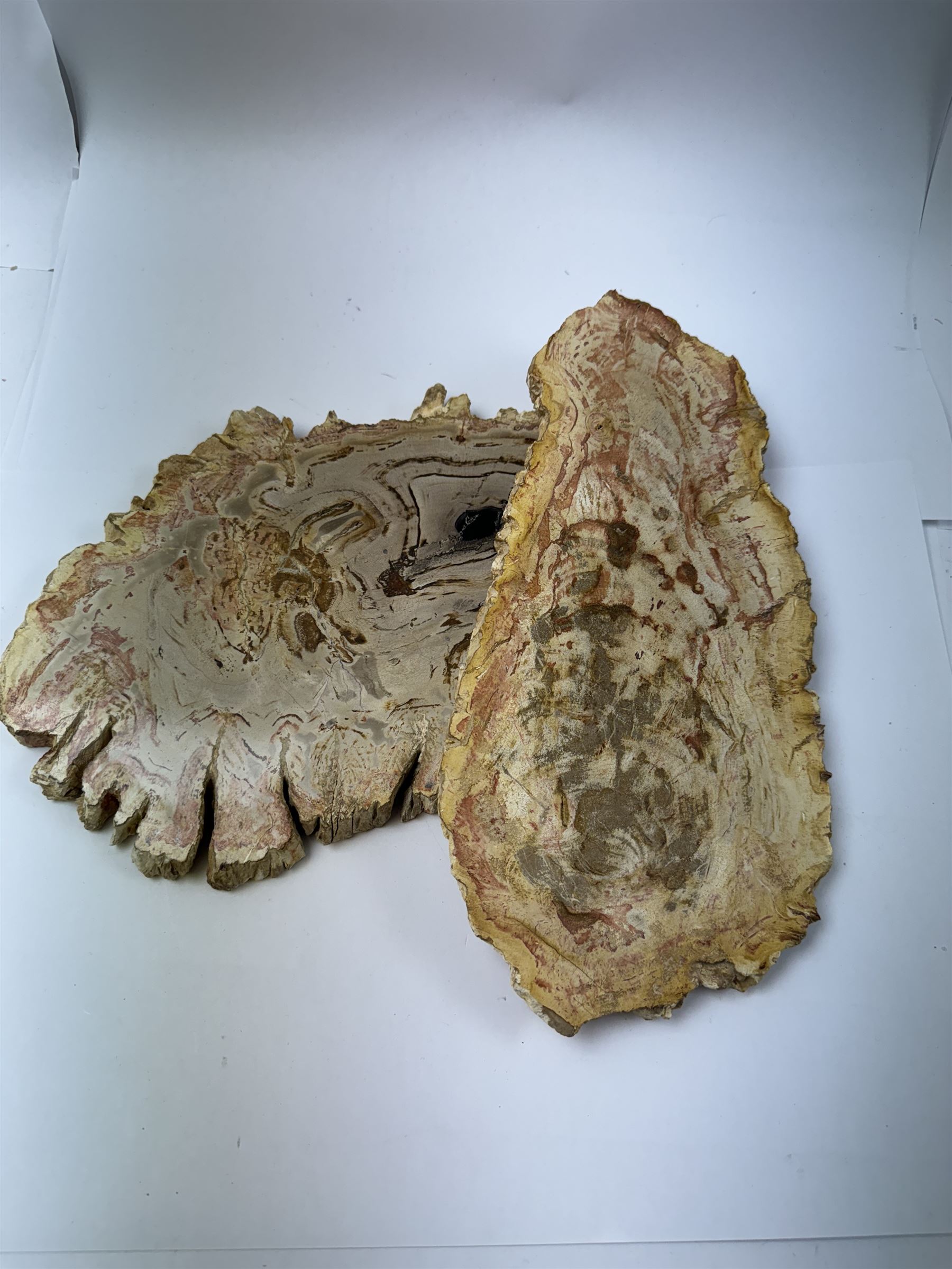 Pair of polished petrified wood specimen, sliced in cross-section and polished to both side to reveal an array of colours, texture to edges, H15cm, L30cm