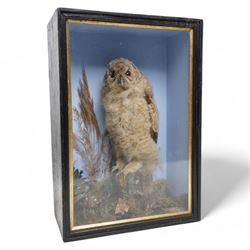 Taxidermy - Victorian cased Tawny Owl (Strix Aluco), full adult mount upon tree stump in n...