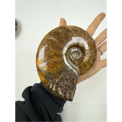 Two Cleoniceras ammonite fossils, with polished finish, age: Cretaceous period, location: Madagascar, D14cm