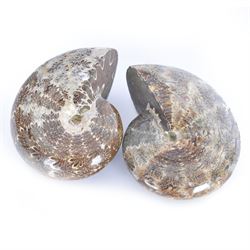 Two Cleoniceras ammonite fossils, with polished finish, age: Cretaceous period, location: Madagascar, D8cm