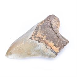 Large Megalodon (Otodus Megalodon) tooth fossil, with fine serrations age; Miocene period location; Java, Indonisia, H11.5cm, W9cm Notes; Believed to have grown as large as 18 metres, the Megalodon was the largest shark and one of the most dominant marine predators ever to have existed. It roamed the ancient seas for around 20 million years until their extinction around 3.6 million years ago. Megalodon teeth vary in colour and ton. influenced and coloured over the millennia by the conditions in which they are preserved