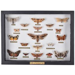 Entomology: Single glazed display of Moths of the British Isles, circa 20th century, single glazed display containing nineteen various specimens, including Privet Hawk moth, Puss moth, Lime Hawk moth, Elephant hawk moth, some with attached data labels, all pinned upon foam backing and named labels, enclosed within a glazed ebonised display case, H28cm, L38cm