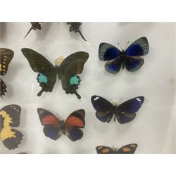 Entomology: Single glazed display of butterflies and moths, single glazed display containing twenty four specimens, including Papilip nireus, Papioio protenor, Morpho rhentenor, Vindula dejone etc, enclosed within a glazed entomology case, H50cm, W61cm