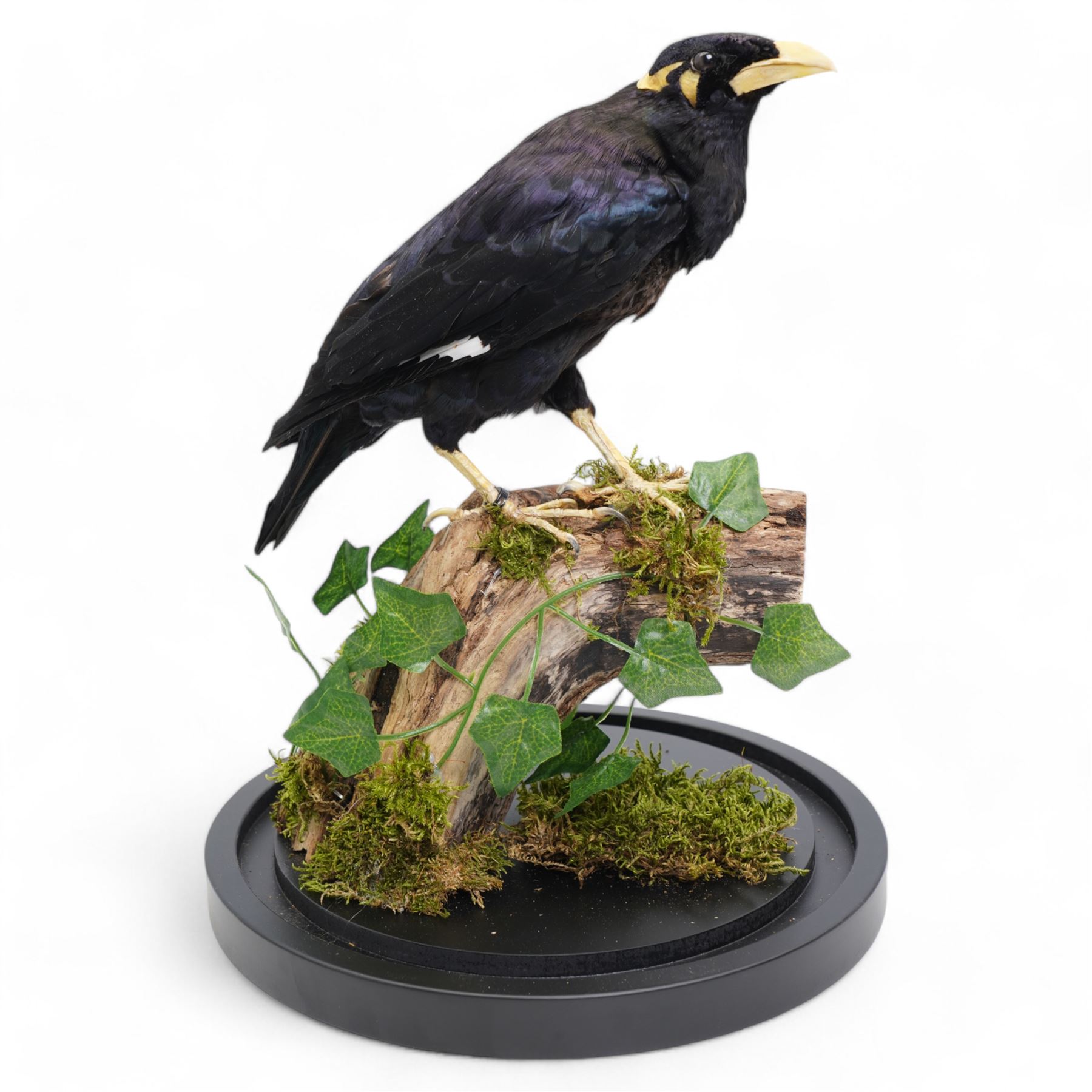 Taxidermy - Common Hill Myna (Gracula Religiosa), full adult male mount upon a tree stump, enclosed within a glass dome H40cm - UK Sale only