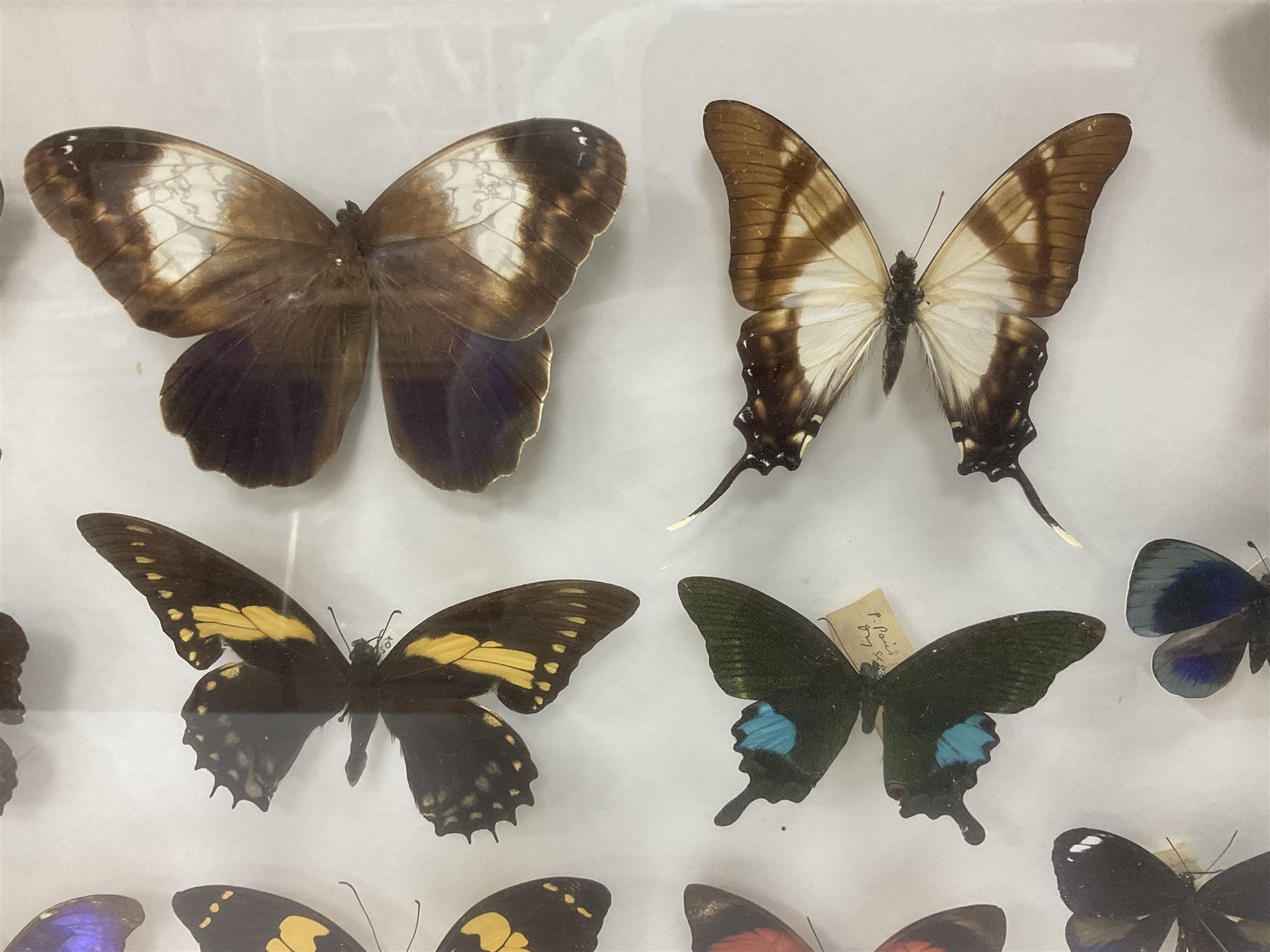 Entomology: Single glazed display of butterflies and moths, single glazed display containing twenty four specimens, including Papilip nireus, Papioio protenor, Morpho rhentenor, Vindula dejone etc, enclosed within a glazed entomology case, H50cm, W61cm