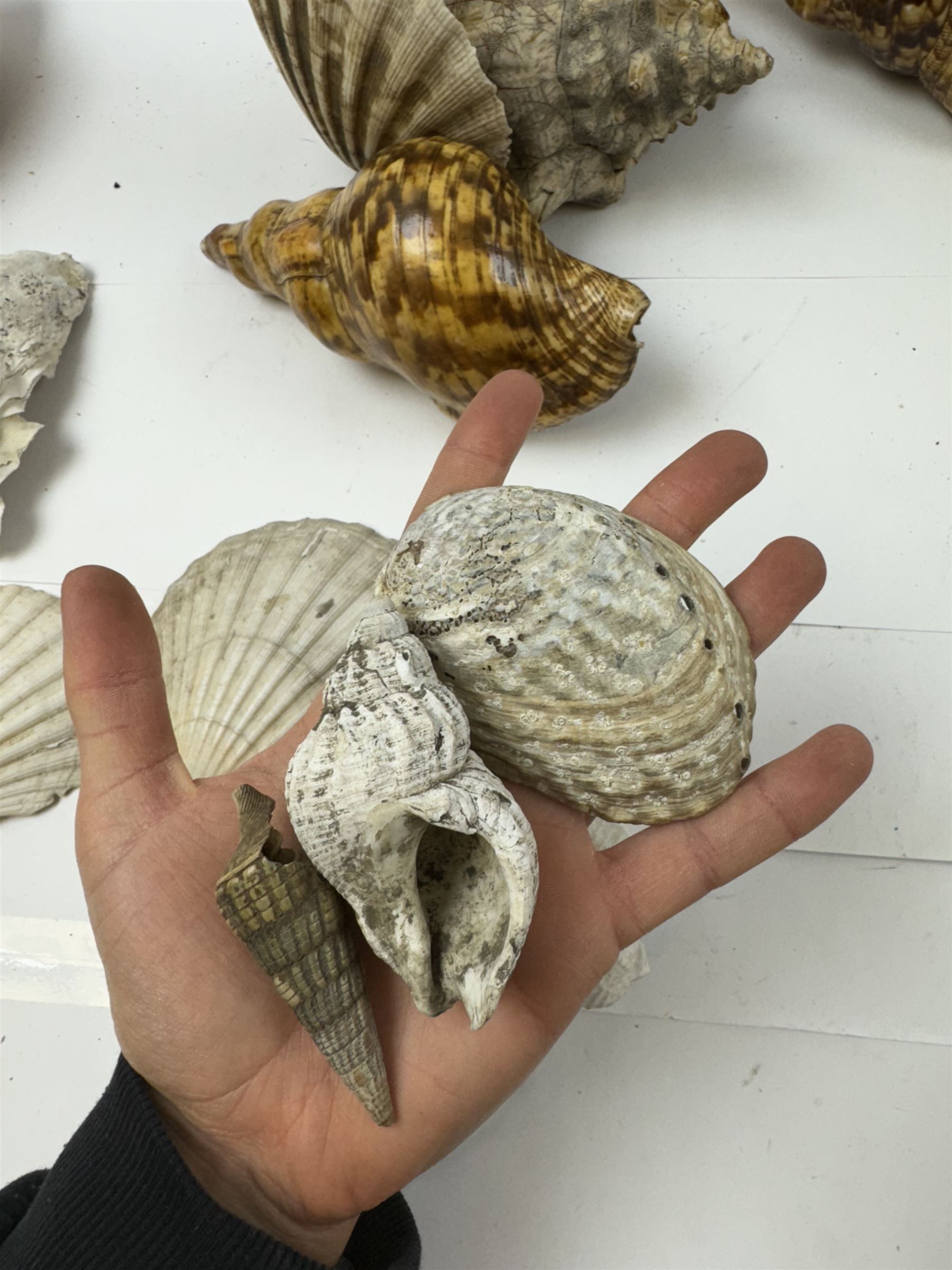 Conchology: selection of shells, including mother of pearl Turbo Marmaratus shell, Conch shells, Triton shell etc 