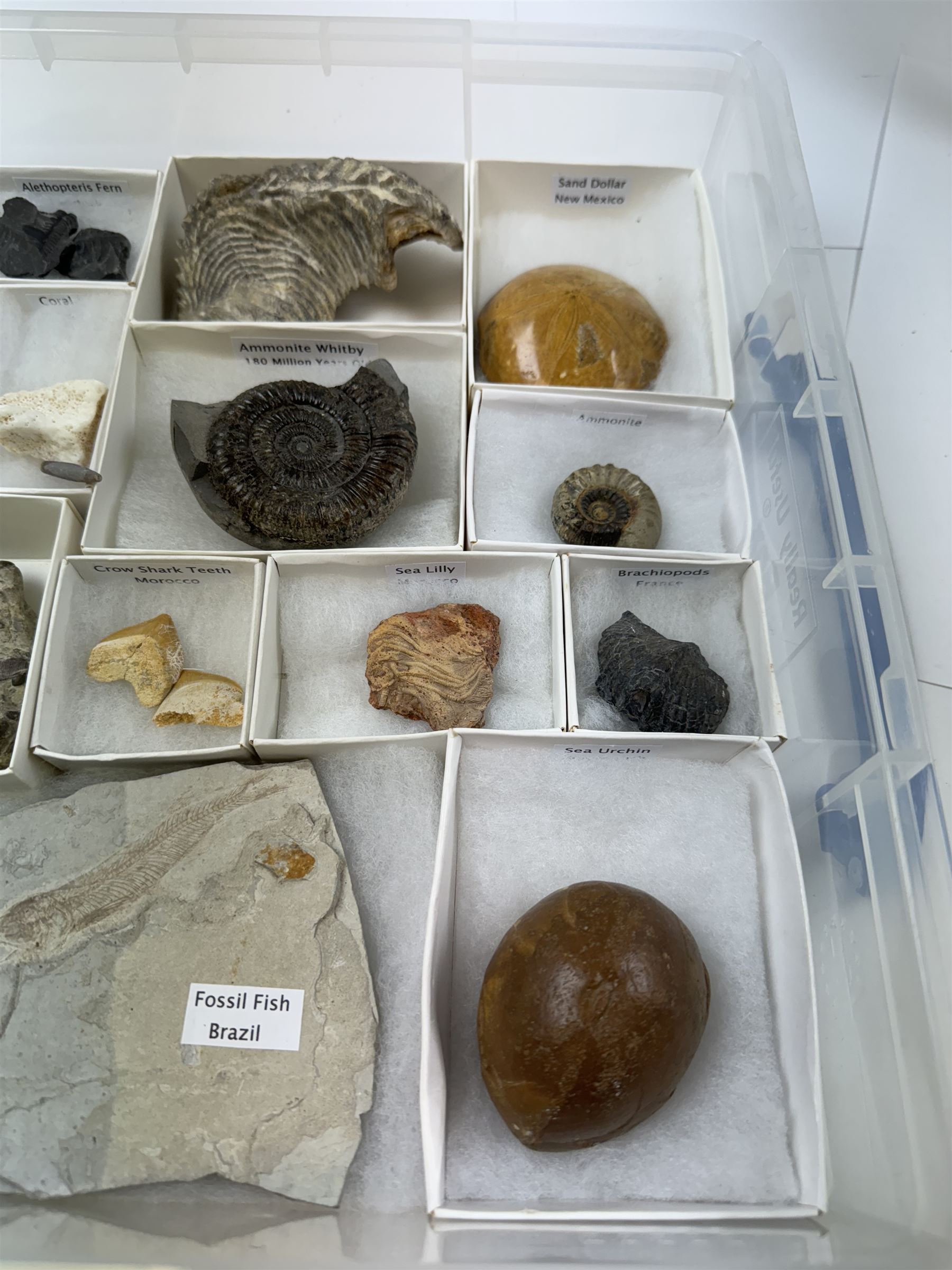 Collection of seventeen various fossils, including alethopteris fern, Whitby ammonite, crow shark teeth, sea lilly etc 